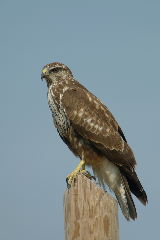 Poiana in Digiscoping